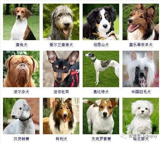 宠物狗种类介绍,13种常见的宠物狗
