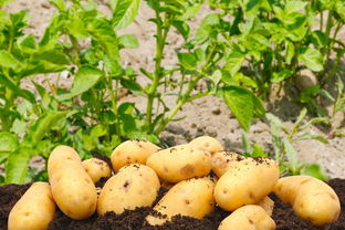 玉米什么时候传入中国