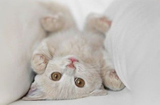 卖萌是什么意思啊？