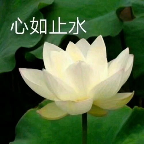 心如止水什么意思啊?,心如止水,静若安澜什么意思