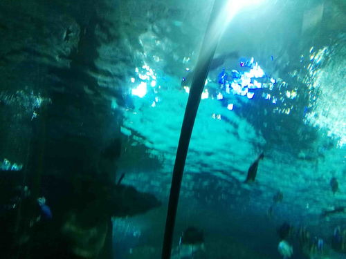 富国海底世界门票官网