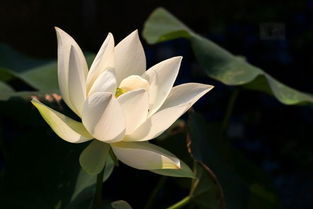 桃花是什么季节开的花百科