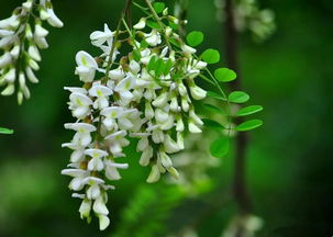 吃槐花有什么功效