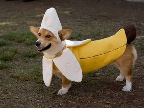 香蕉你个巴拉的出处，香蕉你个巴啦啦