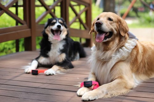 翻译狗在线翻译,翻译狗的语言