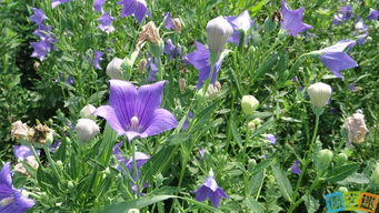 种植什么最赚钱农村,种植什么最赚钱不愁销路