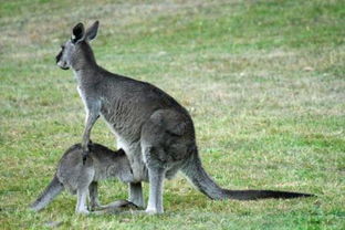 袋鼠尾巴的作用壮阳,袋鼠尾巴可以撑起身体