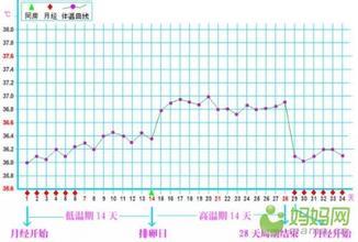 正常的体温表怎么填