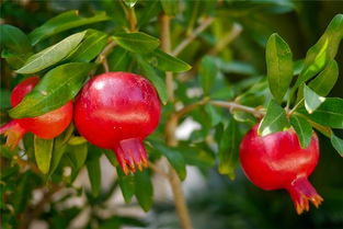 女人梦见石榴树上好多石榴