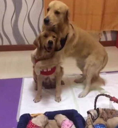 为什么要叫加里奥德曼 狗爹？