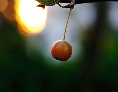 看破红尘是什么意思打一生肖,我已看破红尘是什么意思