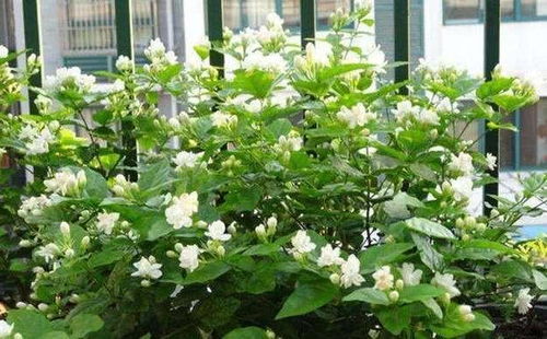 茉莉花花期几月份