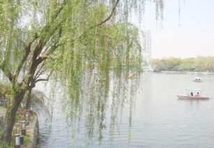 杨柳青森林公园已关闭