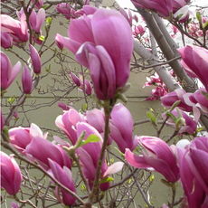 玉兰树苗适合什么时候移栽