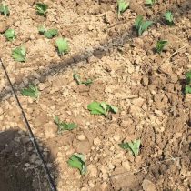 豆角网是不是倒闭了？ 去他们那里 已经是人去楼空。