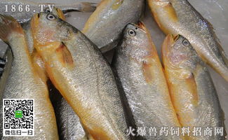 黄花鱼价格