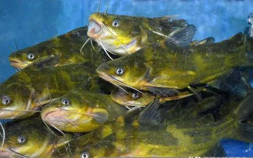 淡水养殖什么鱼好养利润高,淡水鱼养殖技术和管理