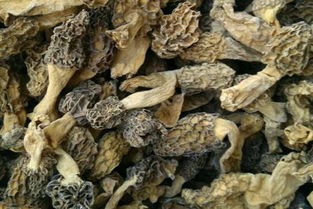 羊肚菌多少钱一斤？