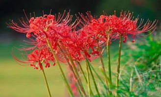 世界上最美的花是什么花