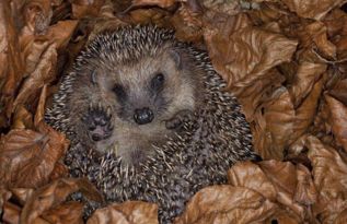 冬眠动物有哪些动物一年级,冬眠动物有哪些动物卡通图片