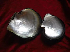 黑贝壳笔记本电脑内胆包真的防水吗？