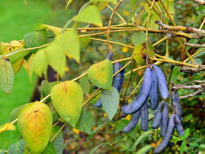 猫屎瓜几年结果？