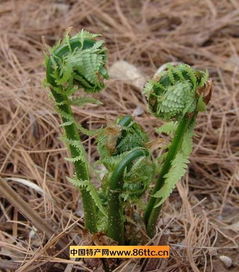 干猴腿菜的做法
