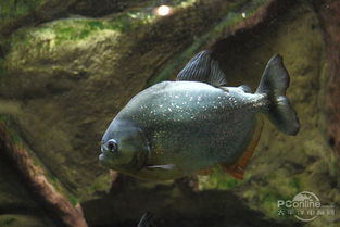 食人鲳的天敌是什么？