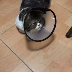 伴侣动物法律定义,伴侣动物医院