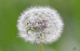 蒲公英籽怎么采集