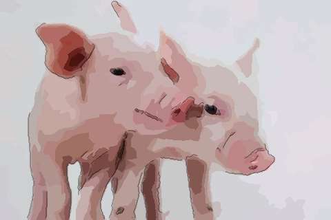 属猪女和什么属相最配？