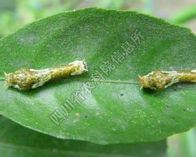 柑橘凤蝶幼虫怎么养,柑橘凤蝶幼虫用什么药