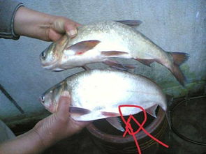 鱼扣怎么做才好吃