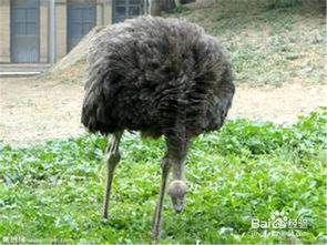 什么叫鸵鸟策略