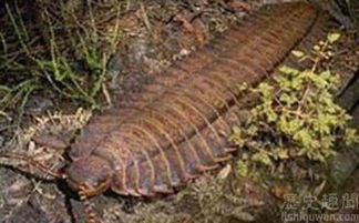 远古蜈蚣虫是否还未灭绝,远古蜈蚣虫有毒吗