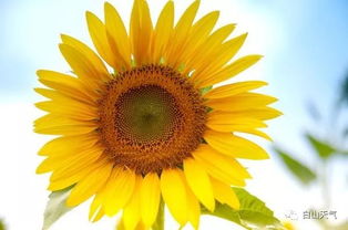 向日葵远程绿色软件怎么彻底卸载？