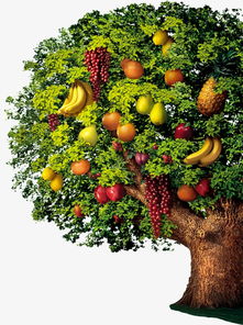 水果树苗有哪些新品种