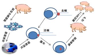 克隆技术是什么?