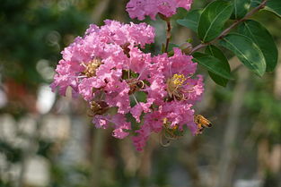 千日红花图片,花无百日红,人无再少年,下一句是什么