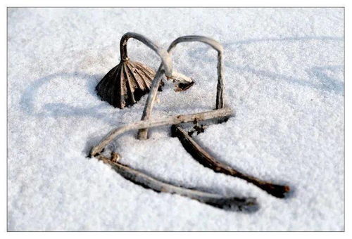 竹坞无尘水槛清，相思迢递隔重城.秋阴不散霜飞晚，