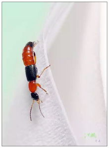 隐刺虫和隐翅虫的区别图片，隐刺虫和隐翅虫的区别