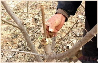 如何嫁接果树方法图解