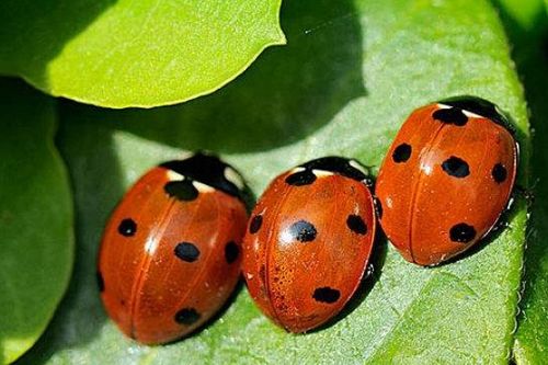 七星瓢虫吃什么？