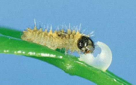 这是柑橘凤蝶幼虫吗？如果是那还有几天才能成为4领