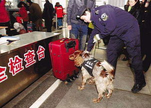 仓鼠刨木屑是生气吗