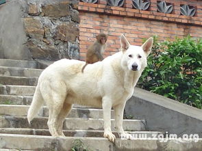 梦见大狗很吓人但没咬我