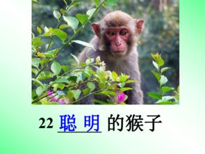 什么是聪明的猴子？