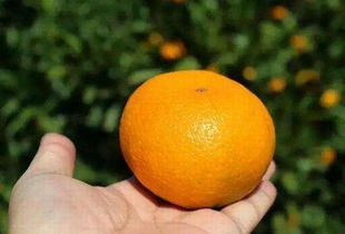 有人对我说：“我去买几个橘子,你就站在此地,不要走