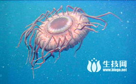 魔兽世界7.0深海水母坐骑怎么获得