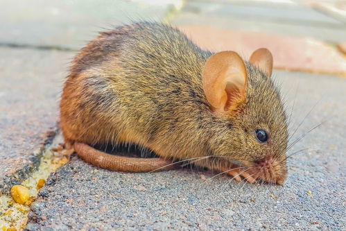 冬眠动物有哪些动物一年级,冬眠动物有哪些动物卡通图片